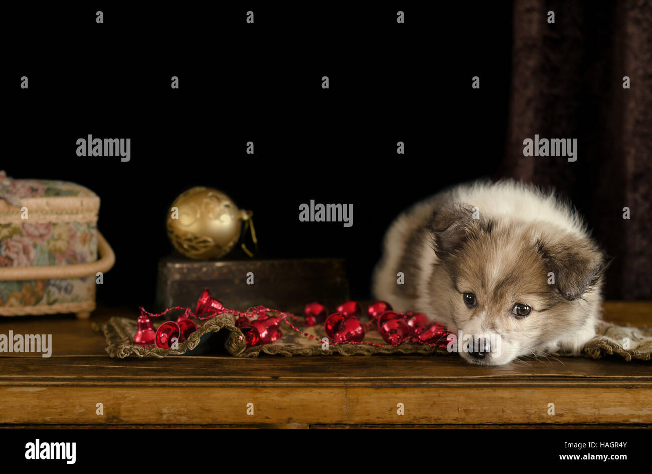 Petit chiot joue avec des décorations de Noël, allongé sur une vieille commode. Banque D'Images