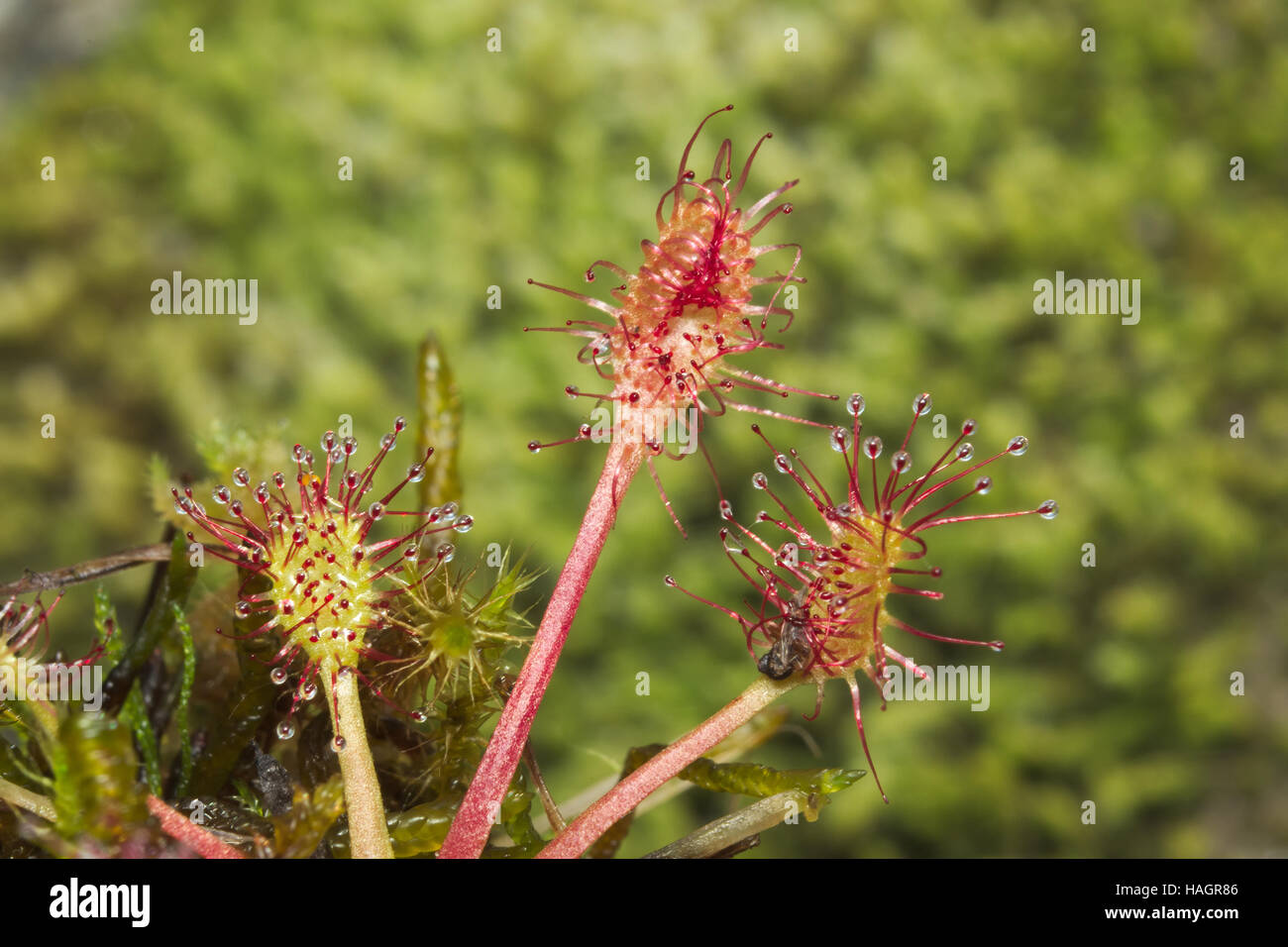 Le rossolis à feuilles rondes (Drosera rotundifolia), plante carnivore à  l'alimentation par un insecte Photo Stock - Alamy