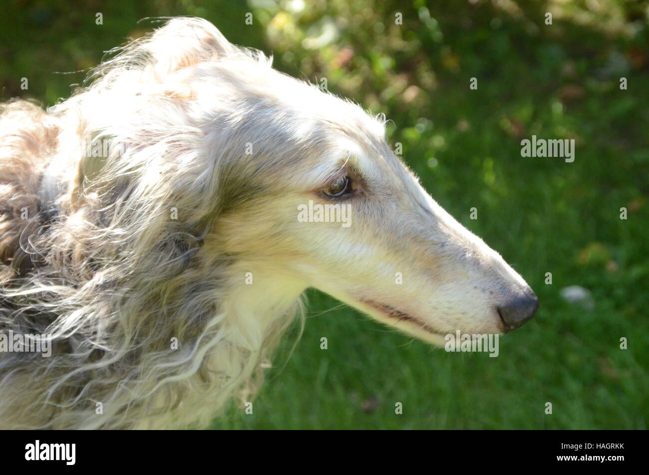 Visage d'un vieux chien Barzoï en vue de côté, avec cette race's long nez. Banque D'Images