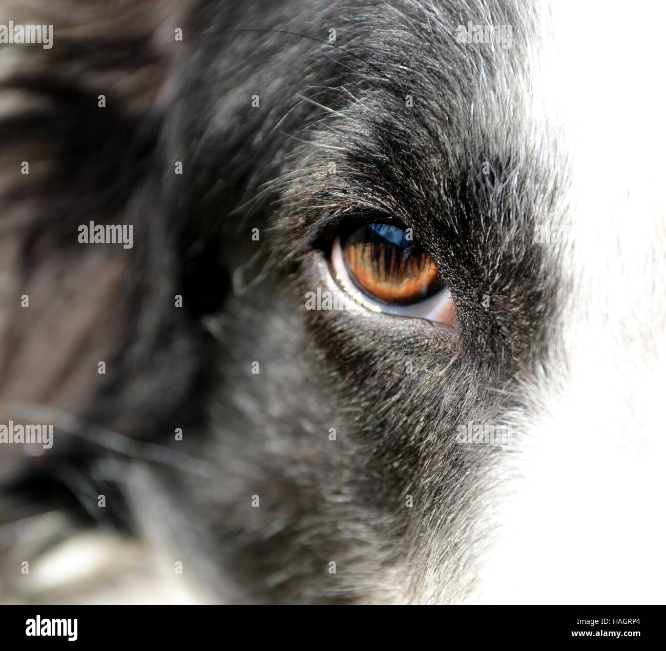 Gros plan sur l'œil droit d'un chien Barzoï noir et blanc. Le chien regarde dans les yeux. Banque D'Images