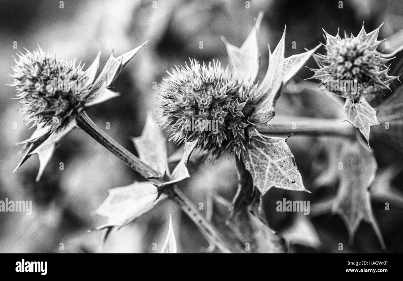 Eryngium Maritmum dans la nature - version noir et blanc Banque D'Images