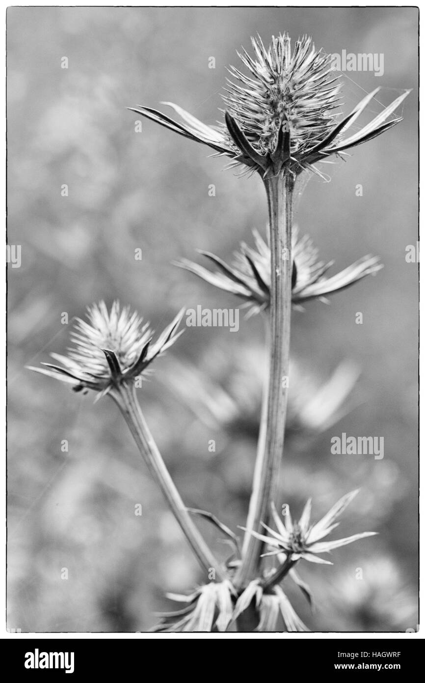 Holly mer en noir et blanc Banque D'Images