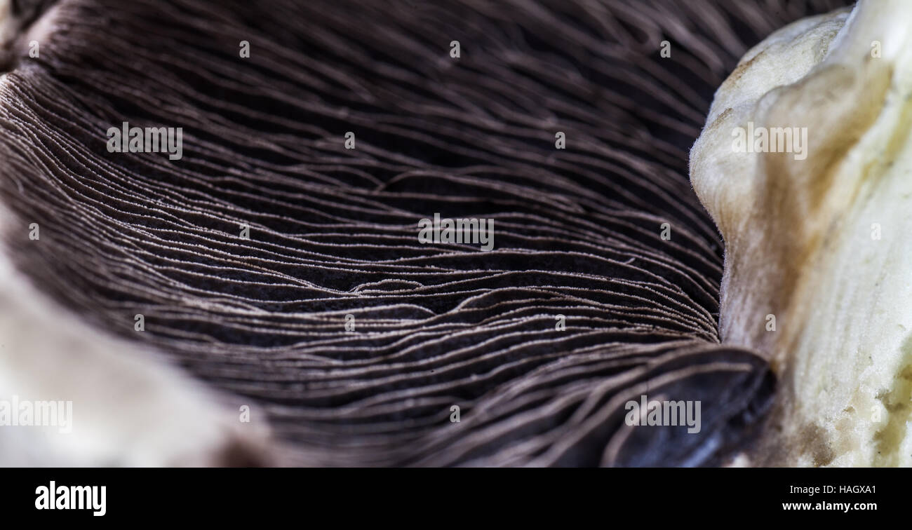 Close up de la face inférieure d'un champignon Banque D'Images
