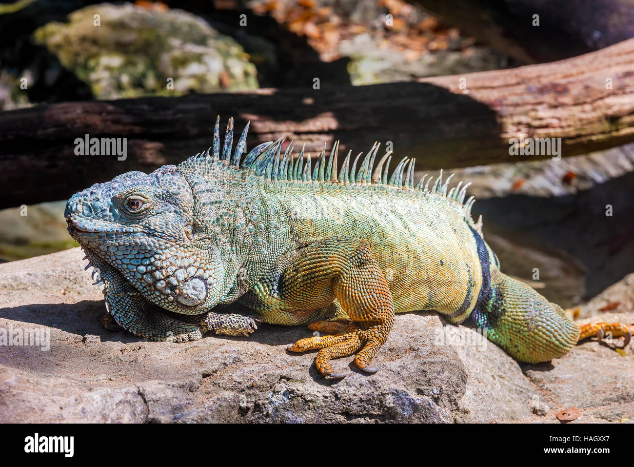 Iguane vert (Iguana iguana rhinolopha). Green iguana Wild life animal. L'accent à l'œil de l'iguane. Banque D'Images