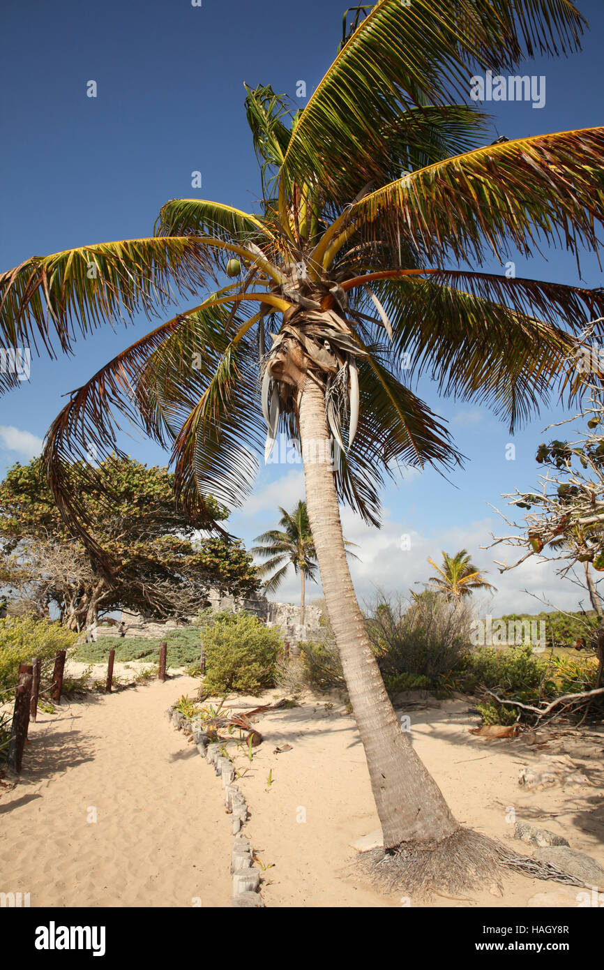 Palmiers sur la côte de Tulum, Paya del Carmen, au Mexique. Banque D'Images