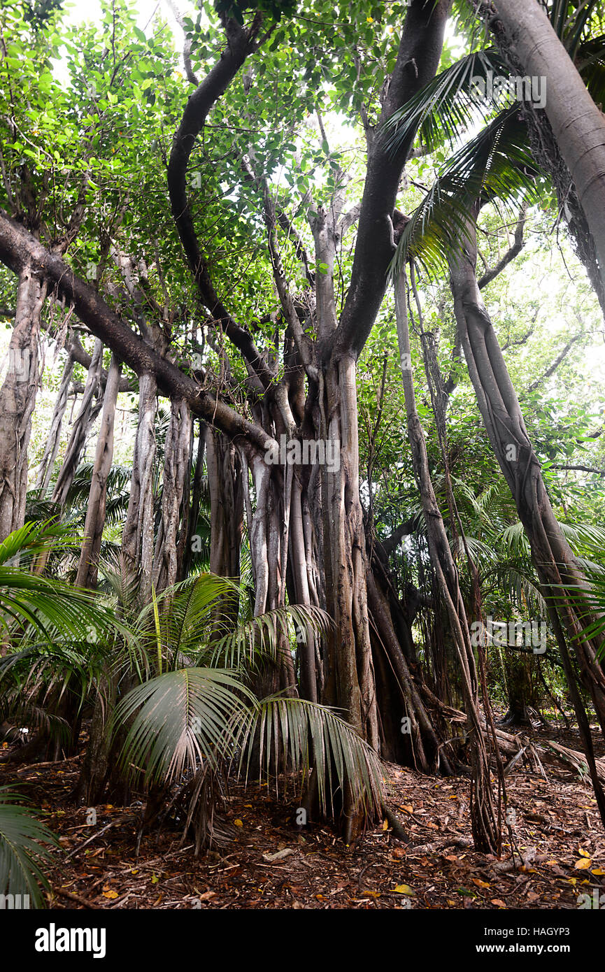 Banyan Tree géant (Ficus macrophylla columnaris), endémique de l'île Lord Howe, la vallée de l'ombre, New South Wales, NSW, Australie Banque D'Images