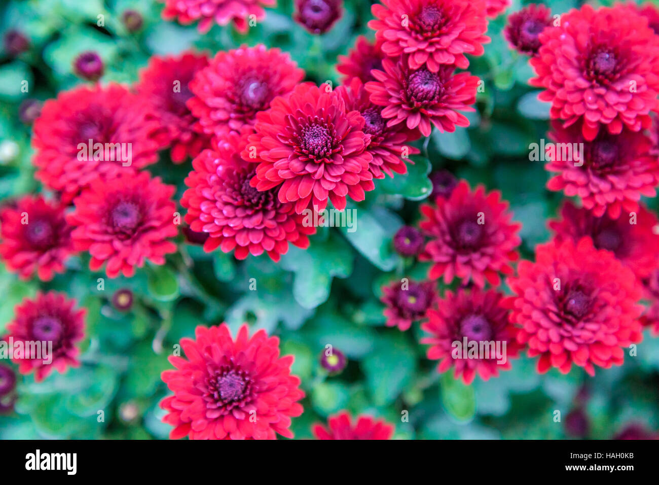 Petit chrysanthème rouge dans le jardin des plantes Banque D'Images