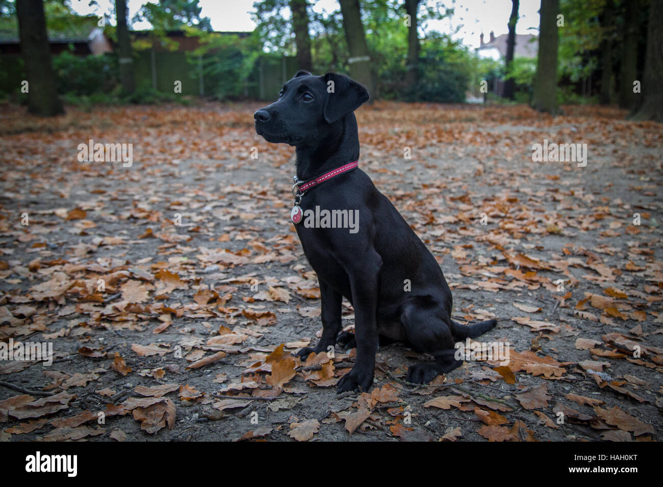 Chiot Labrador noir assis dans les bois Banque D'Images