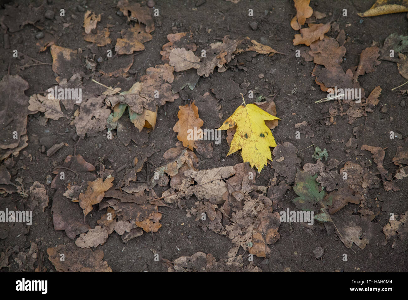 Vert feuille solitaire sur le sol boueux Banque D'Images