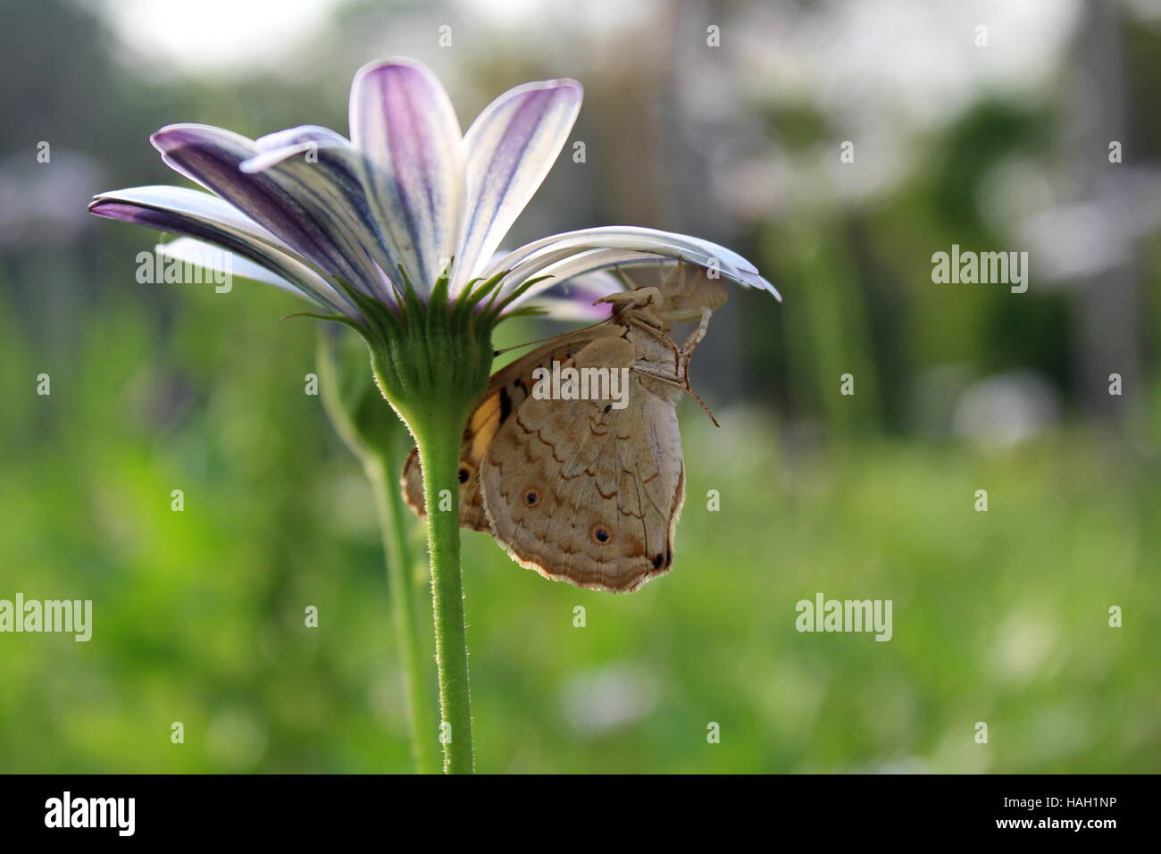 Butterfly on Flower Banque D'Images