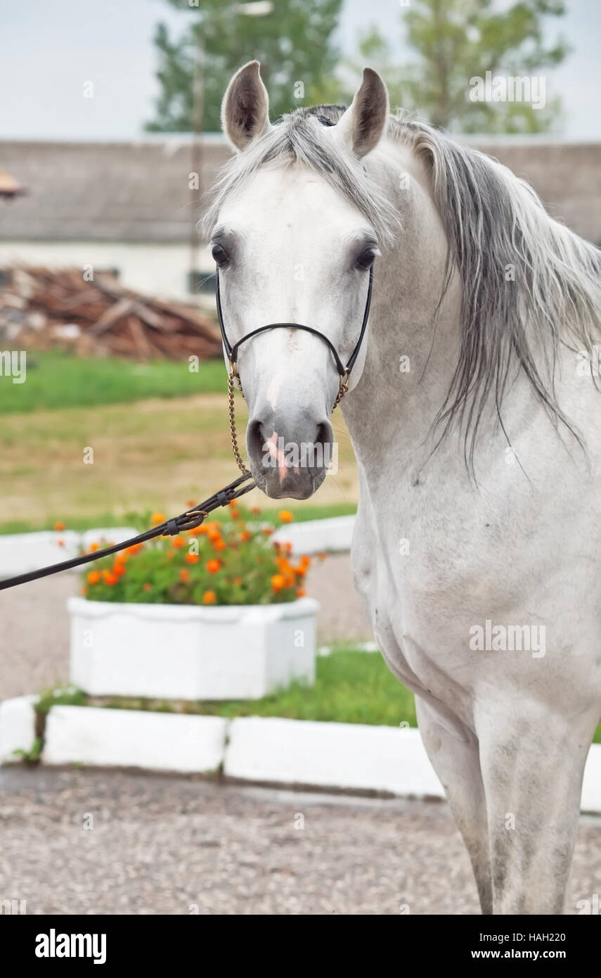 Portrait de cheval arabe blanc Banque D'Images