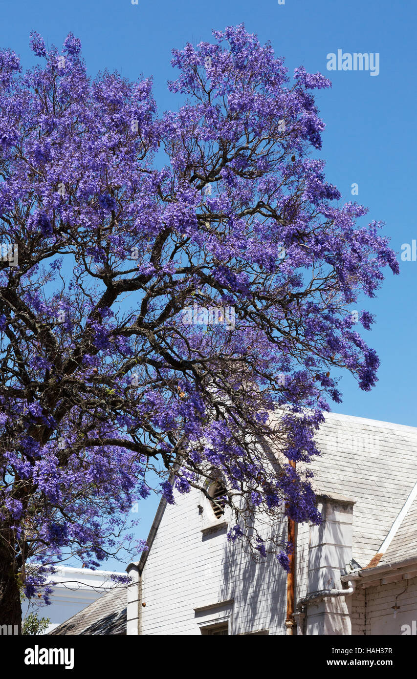 Fleurs pourpre bleu sur un arbre jacaranda contre un bâtiment blanc, Stellenbosch, Afrique du Sud Banque D'Images