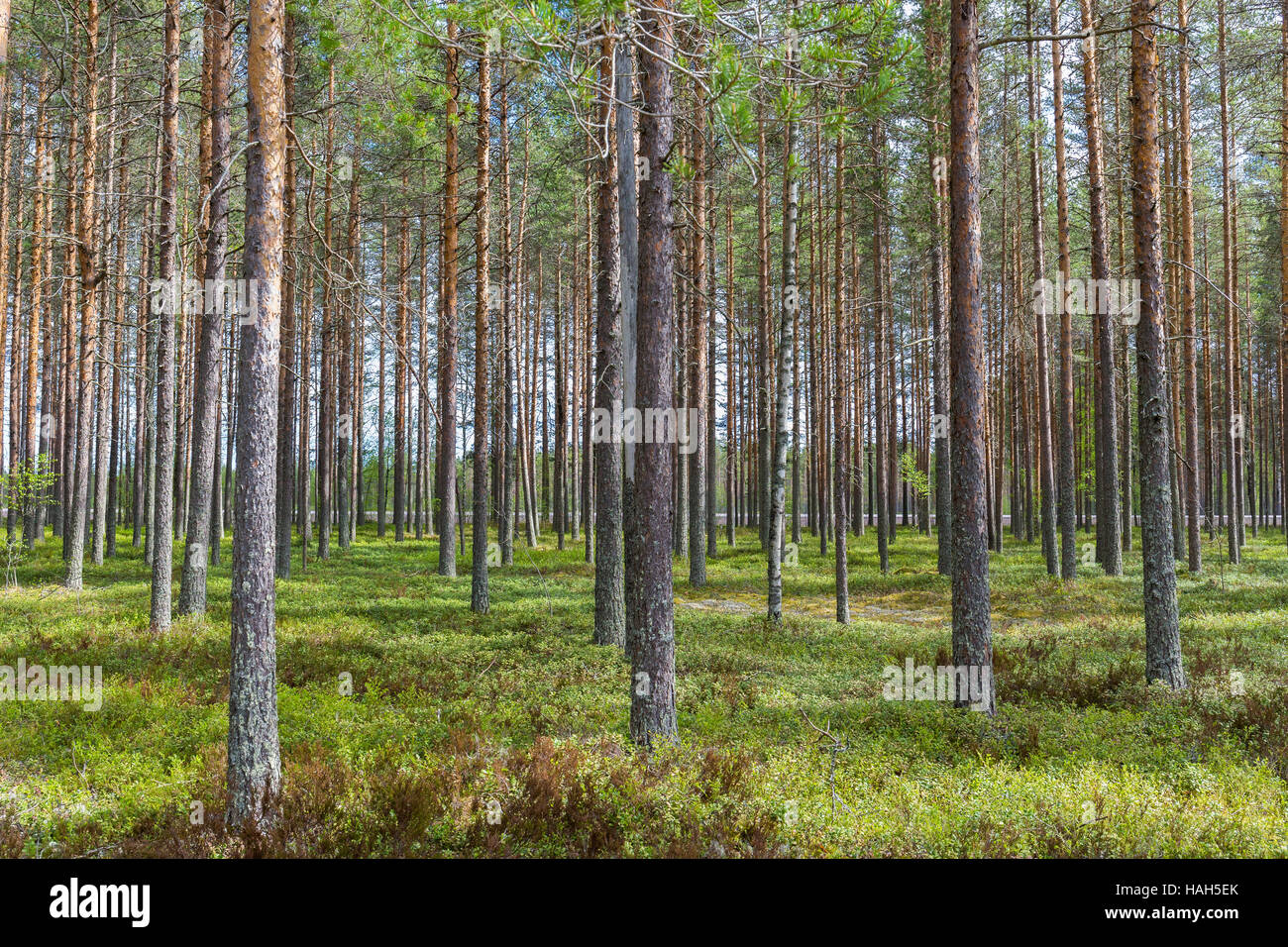 Pin sylvestre (Pinus sylvestris), les faisceaux dans la taïga finlandaise Banque D'Images