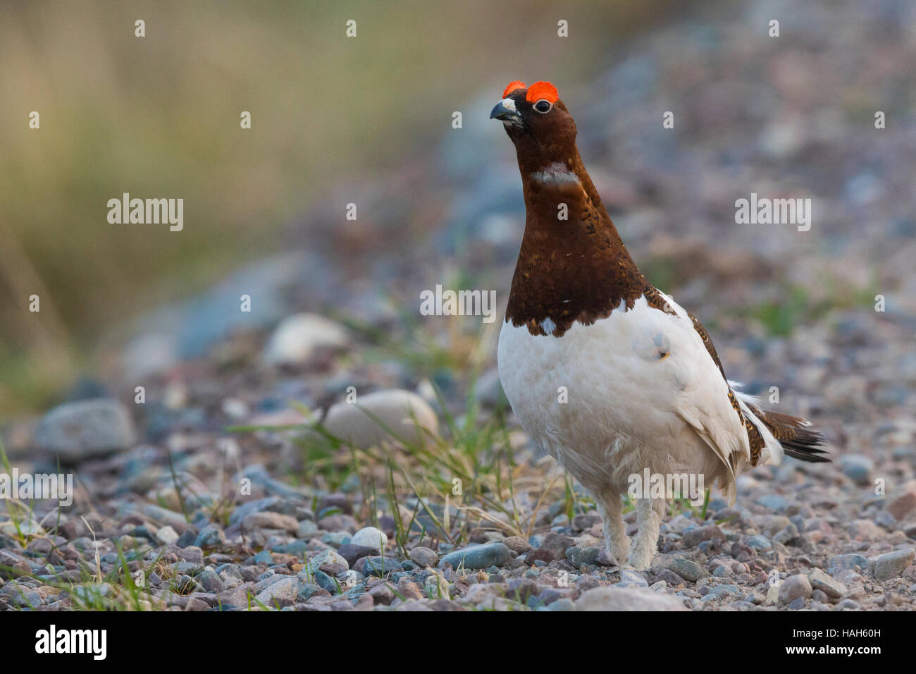 Lagopède des saules (Lagopus lagopus), mâle adulte debout sur le terrain Banque D'Images