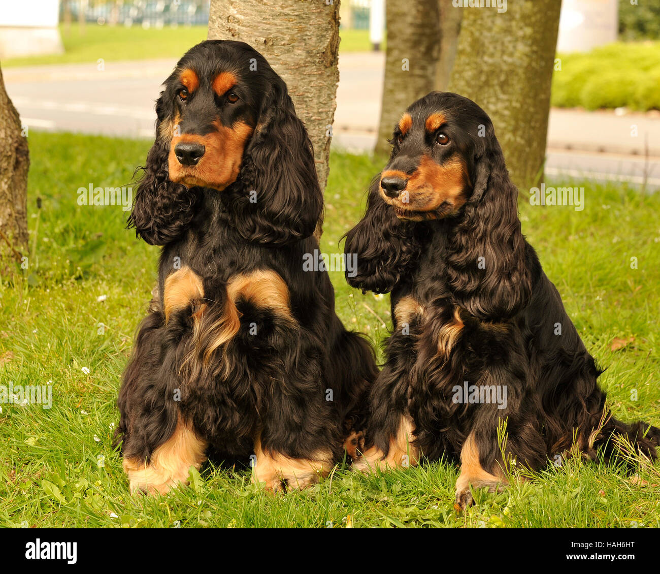 Paire De Noir Et Feu Cocker Anglais Chien Et Chienne Banque