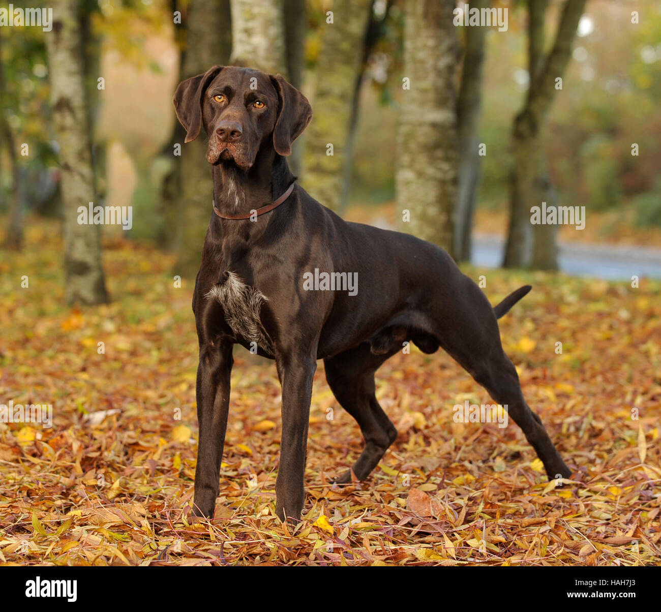 Braque allemand chien Banque D'Images