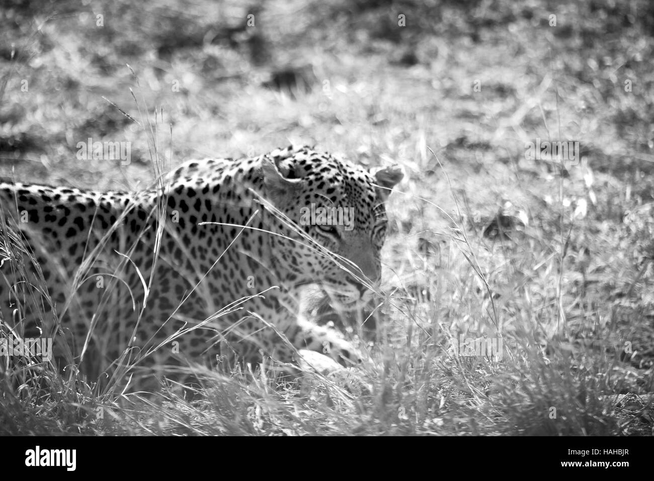 Blur en afrique du sud du parc naturel kruger wild leopard se reposant après hounting Banque D'Images