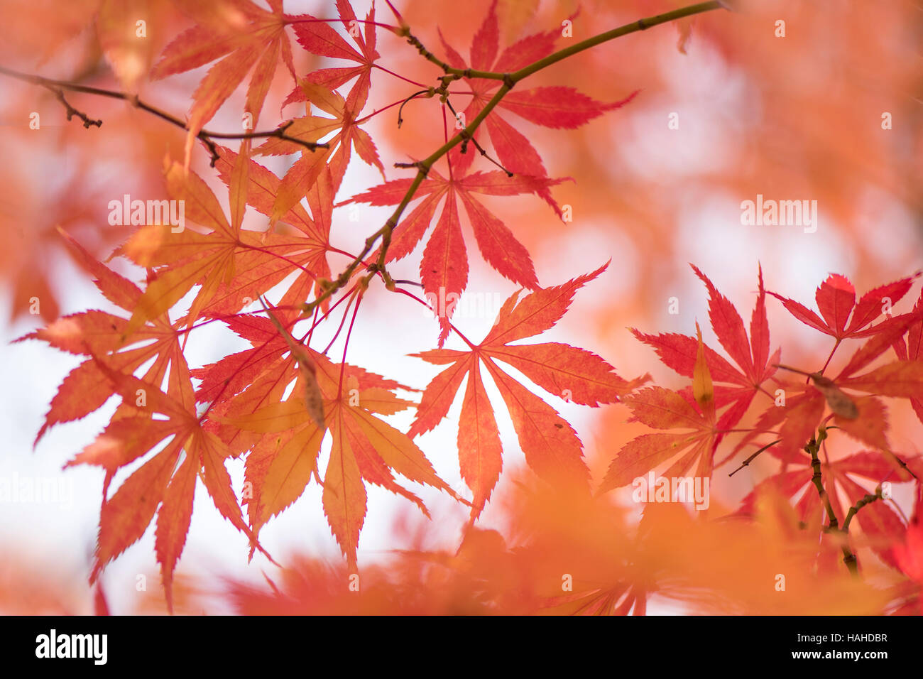 L'érable japonais feuilles d'automne Banque D'Images