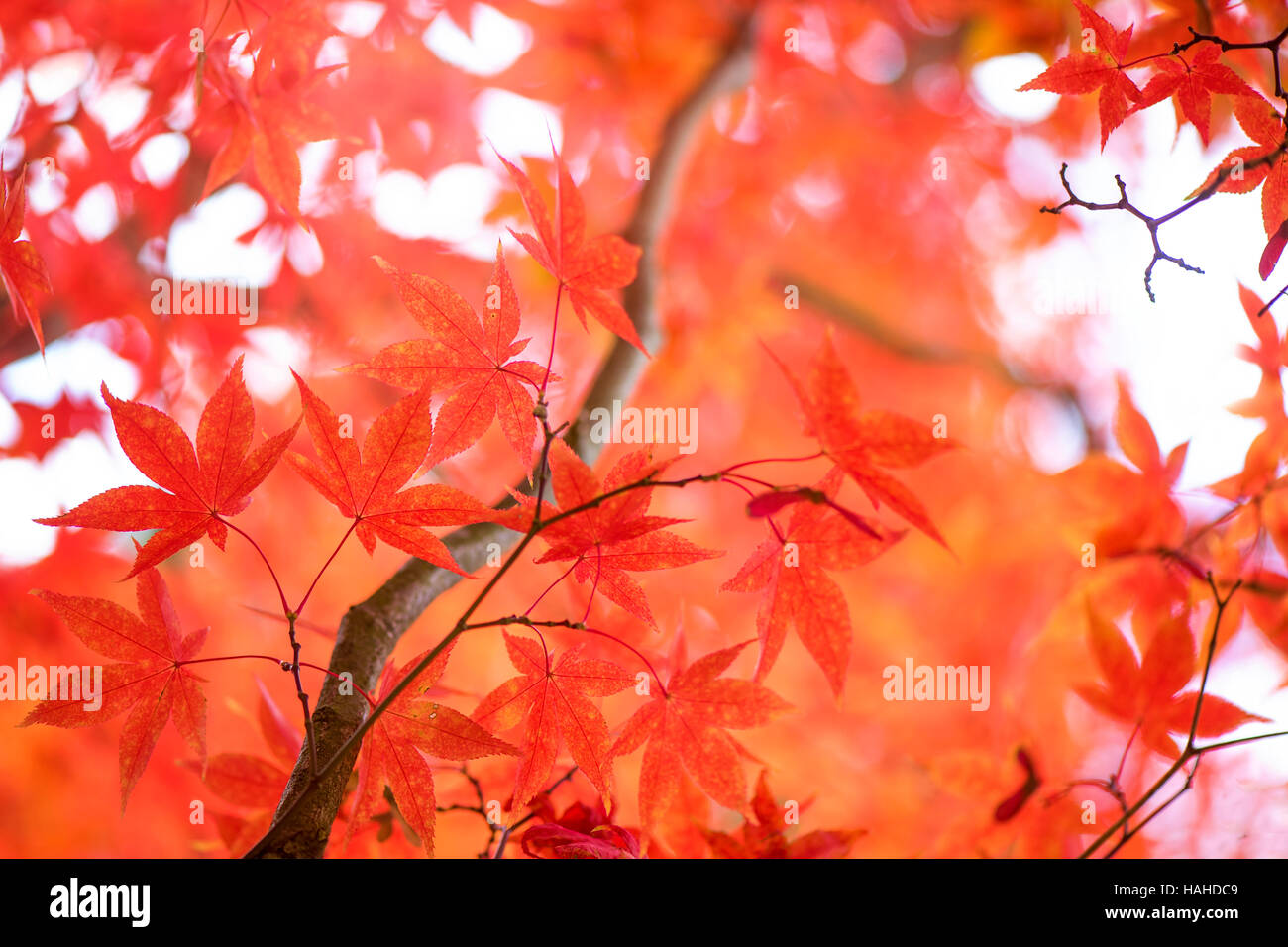 L'érable japonais feuilles d'automne Banque D'Images