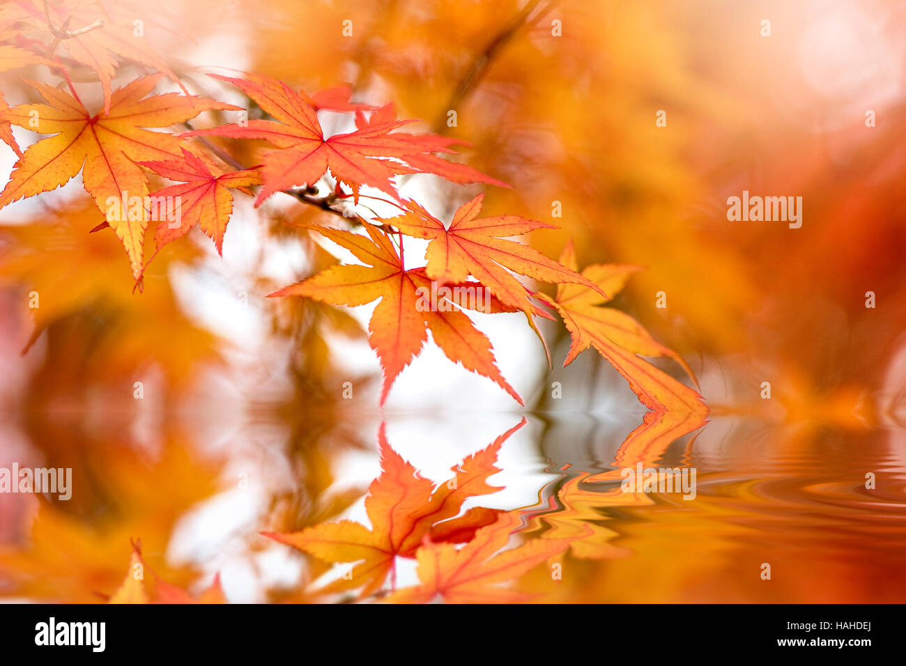 Japanese maple tree orange et feuilles d'automne avec la réflexion Banque D'Images