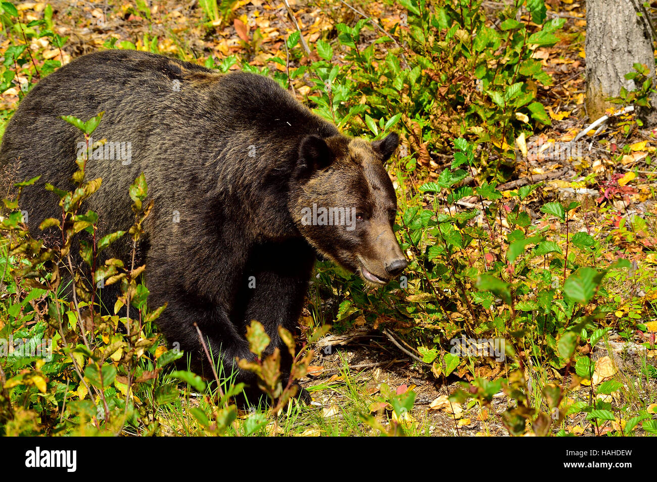 Un adulte l'ours grizzli Ursus arctos ; marcher de l'avant jusqu'à l'automne la végétation de couleur Banque D'Images