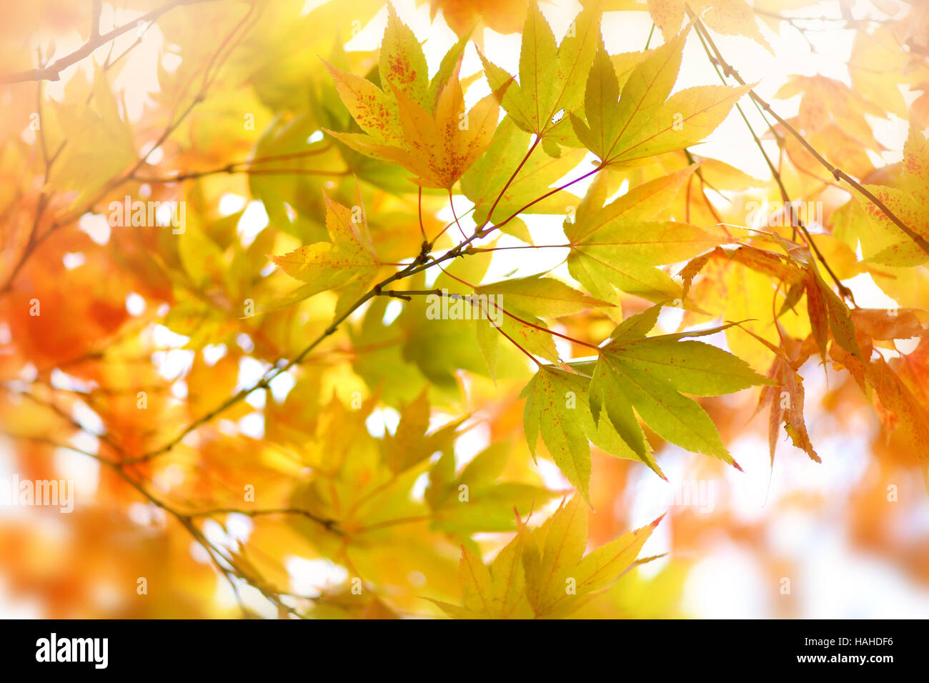 Érable japonais feuilles d'automne jaune Banque D'Images
