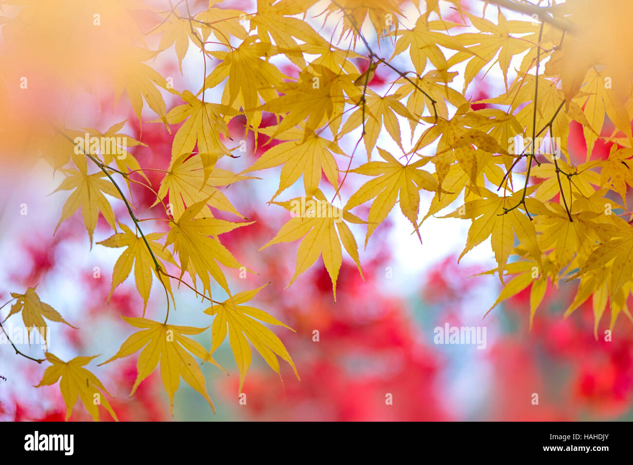 Érable japonais feuilles d'automne d'or Banque D'Images