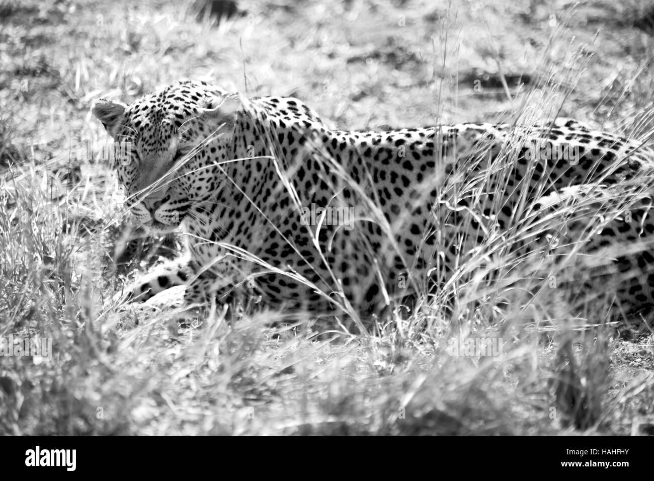 Blur en afrique du sud du parc naturel kruger wild leopard se reposant après hounting Banque D'Images