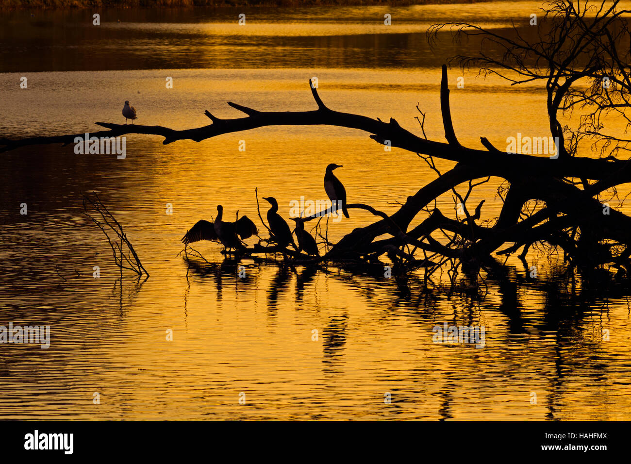 Le cormoran Phalacrocorax carbo oiseaux se perchent au coucher du soleil Banque D'Images