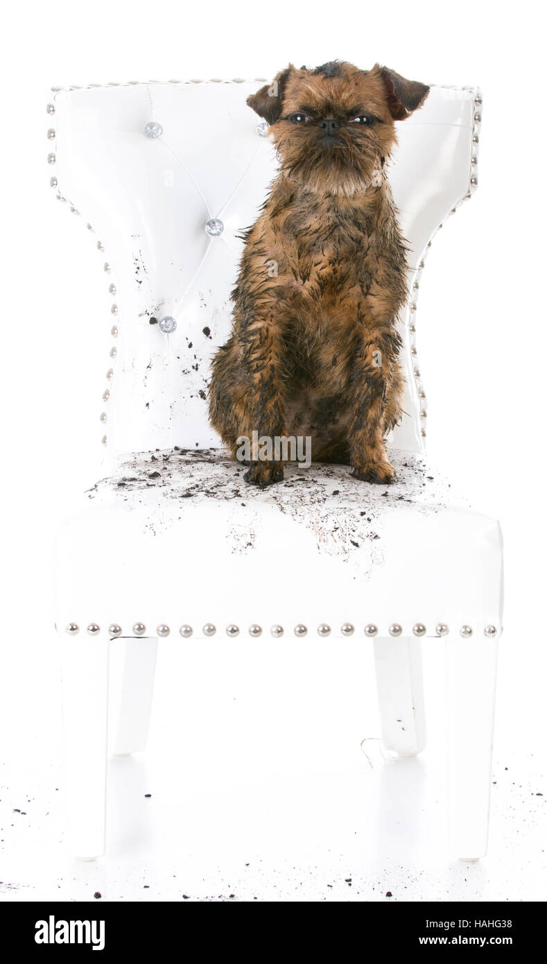 Boueux sale griffon de bruxelles assis sur une chaise en cuir blanc Banque D'Images