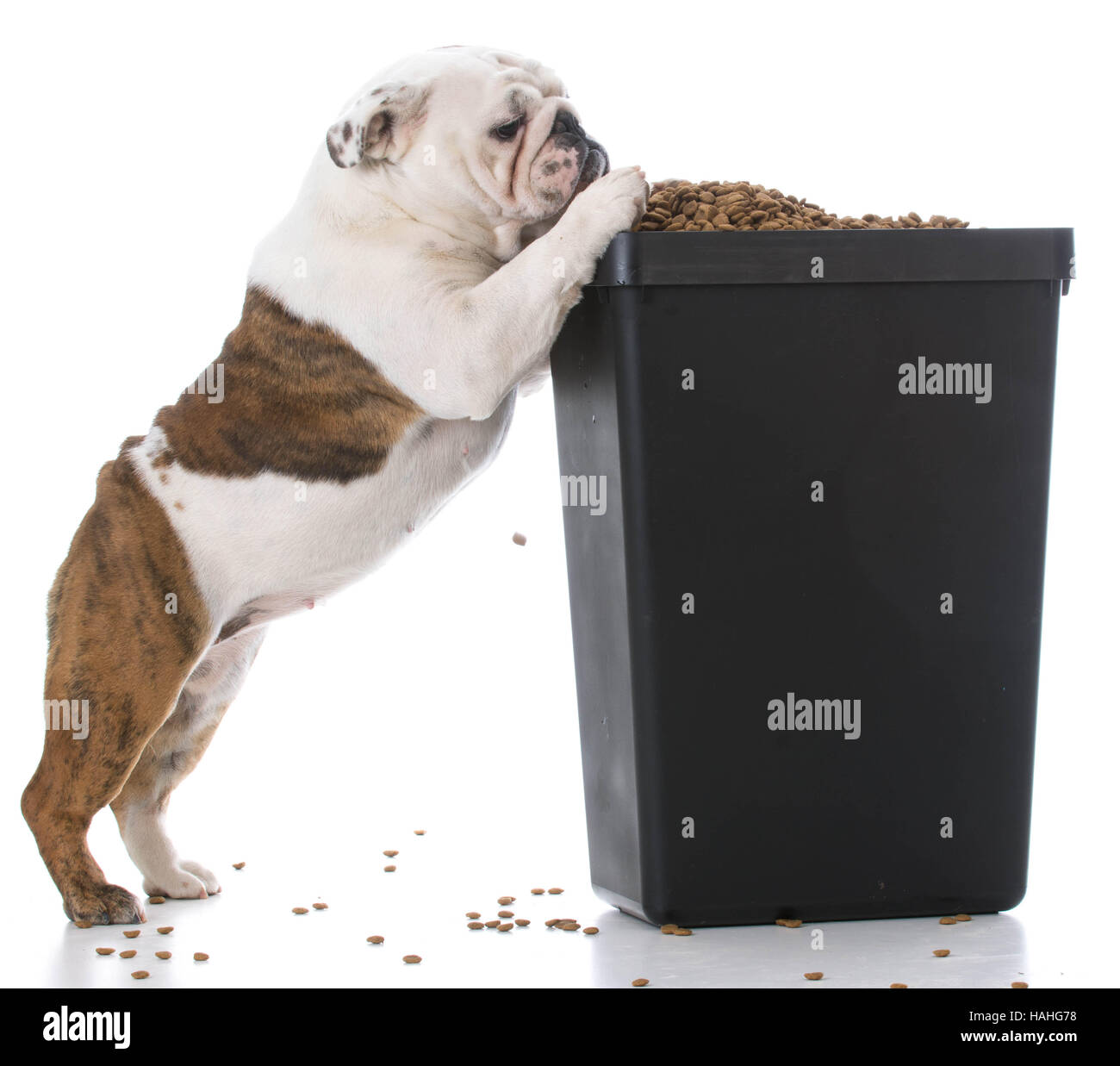 Chiot bouledogue anglais essaie de se faufiler hors de la croquette de nourriture pour chiens bin Banque D'Images