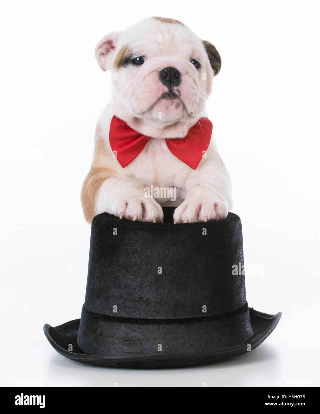 Chiot bouledogue anglais wearing red bowtie avec pattes sur black tophat sur fond blanc Banque D'Images