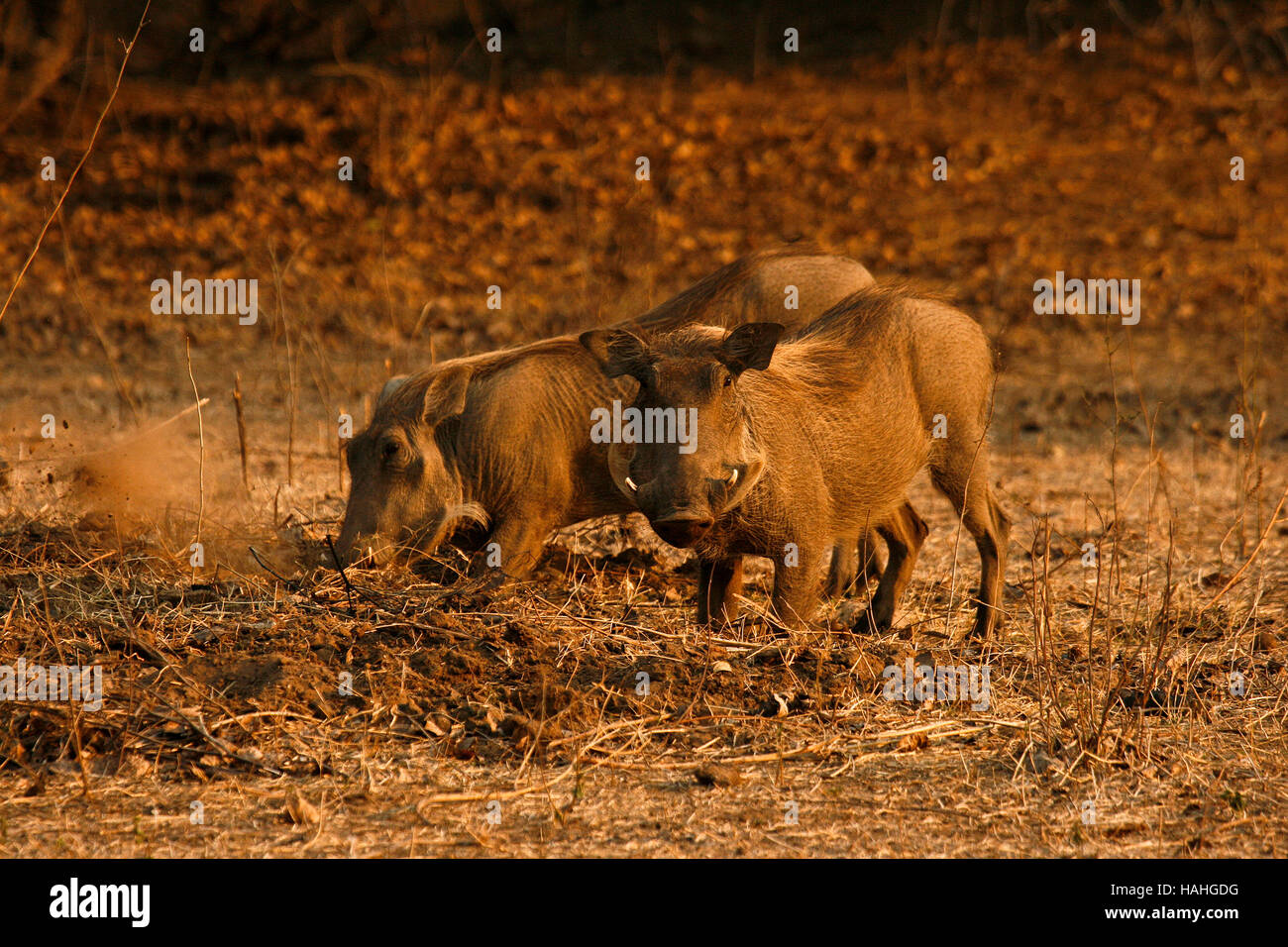 Phacochère, Phacochoerus aeethiopicus s'agenouiller pour se nourrir. Mana Pools National Park. Zimbabwe Banque D'Images