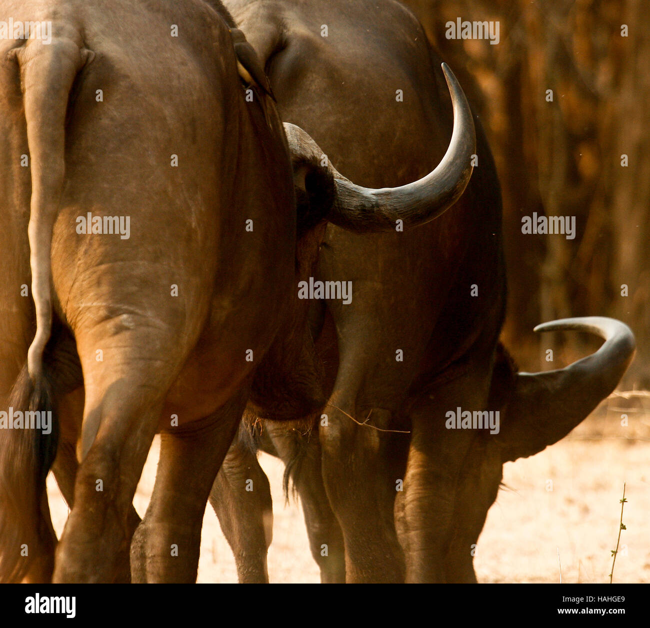 D'AFRIQUE, Syncerus caffer. Mana Pools National Park, Zimbabwe Banque D'Images