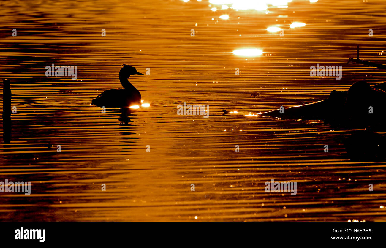 Grèbe huppé Podiceps cristatus baignade au coucher du soleil Banque D'Images