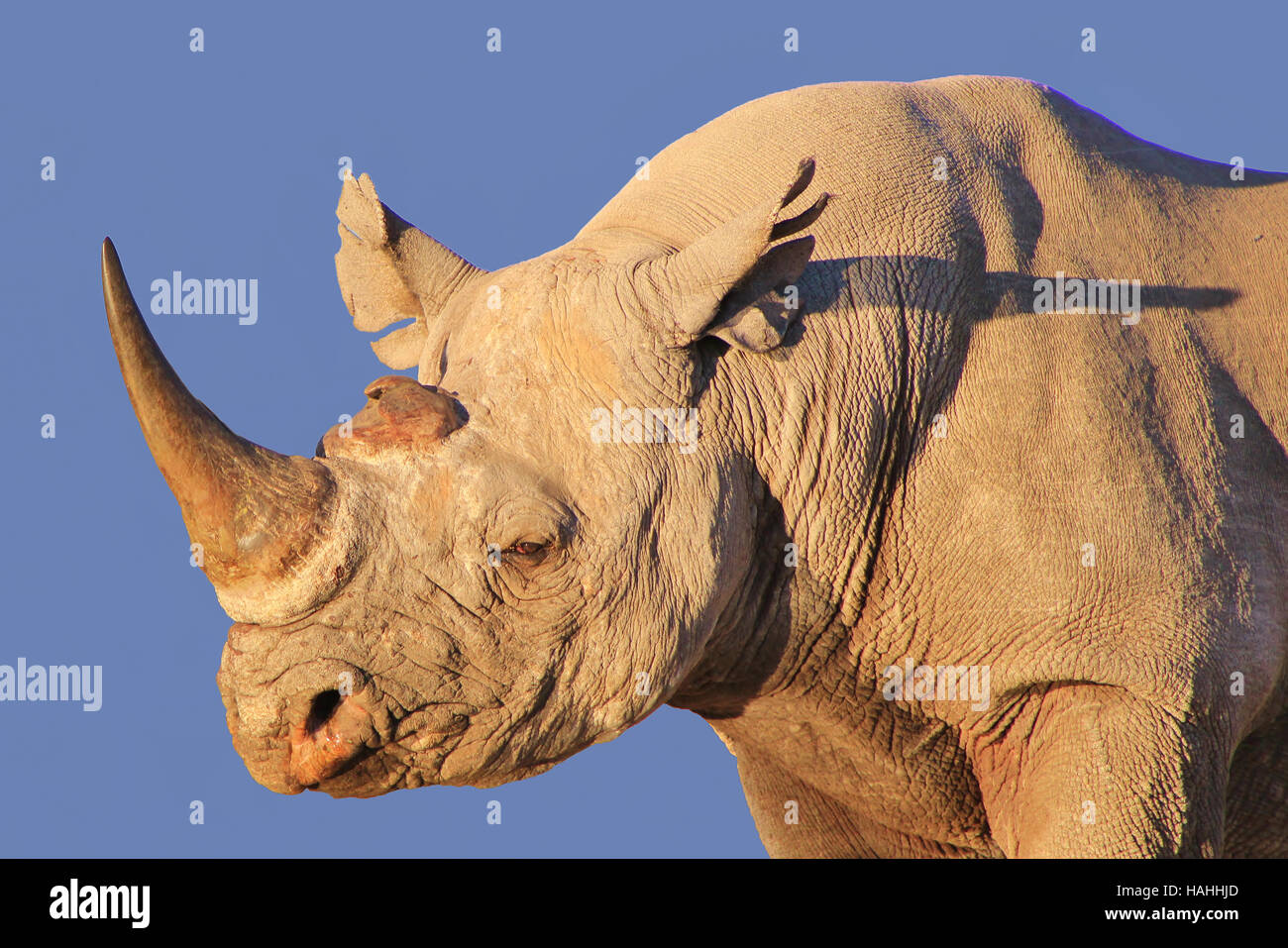 Les rhinocéros noirs Bull - FAUNE AFRICAINE Contexte - des espèces rares et menacées à l'état sauvage Banque D'Images