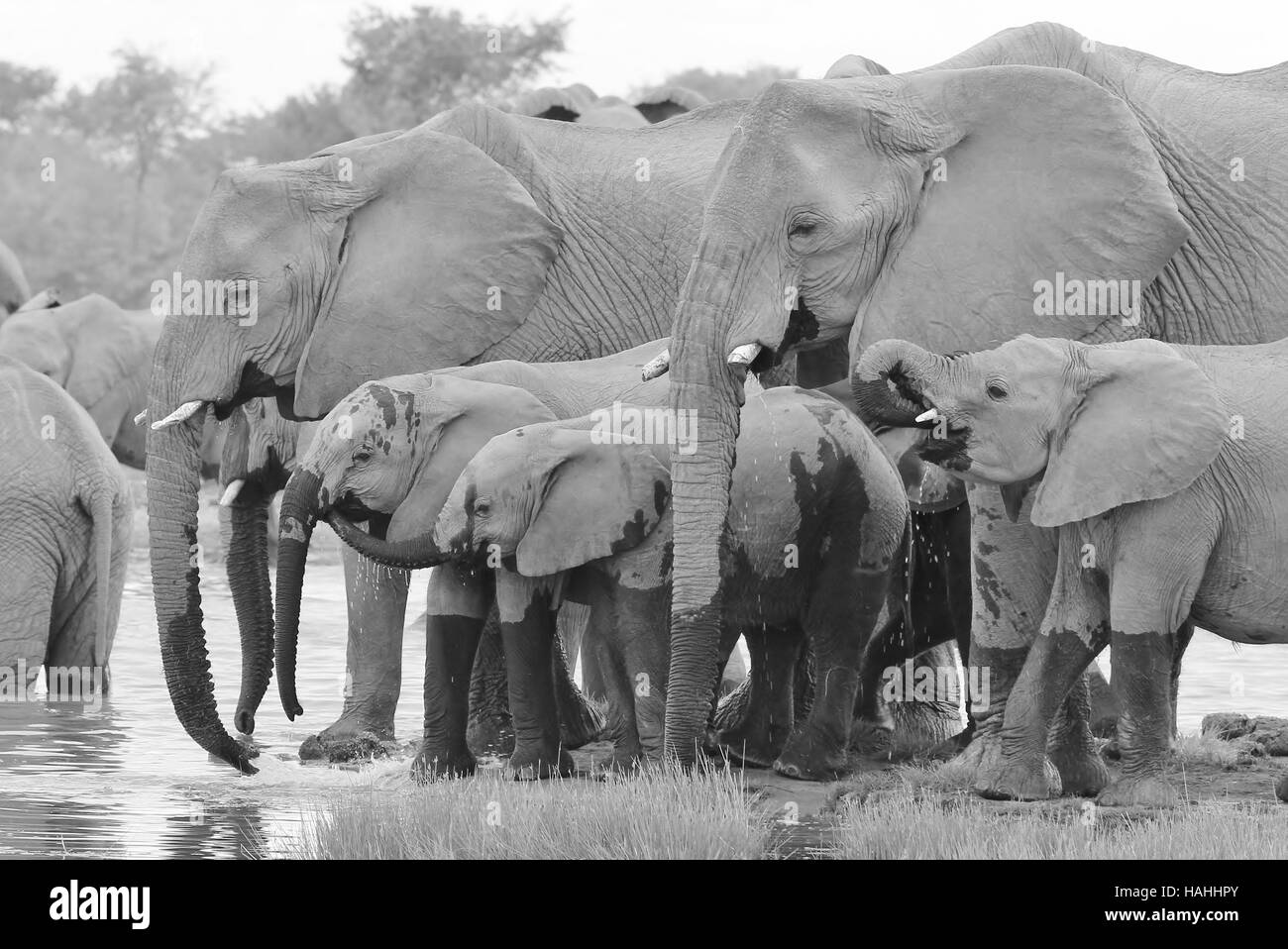 - L'éléphant d'arrière-plan de la faune - les lignes externes pour la vie Banque D'Images