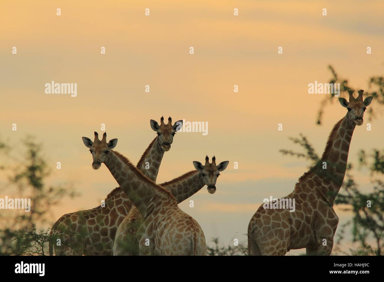 Girafe - L'arrière-plan de la faune africaine - Formes de nature surréaliste Banque D'Images