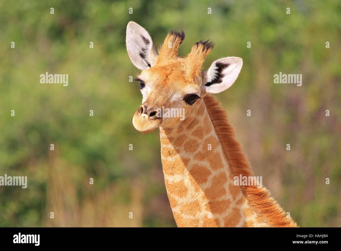Girafe L Arriere Plan De La Faune Africaine Bebes Animaux Mignon Et Adorable Photo Stock Alamy Girafe L Arriere Plan De La Faune Africaine Bebes Animaux Mignon Et Adorable Photo Stock Alamy