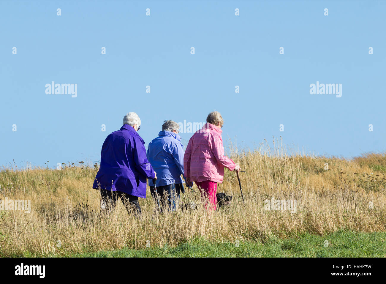 Trois femmes d'âge mûr et de chien sur le sentier du littoral. UK Banque D'Images