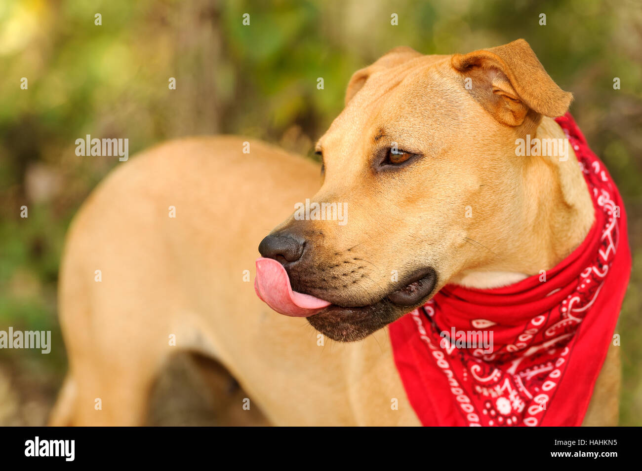 Face de chien langue est un beau gros chien avec sa langue lécher son visage. Banque D'Images