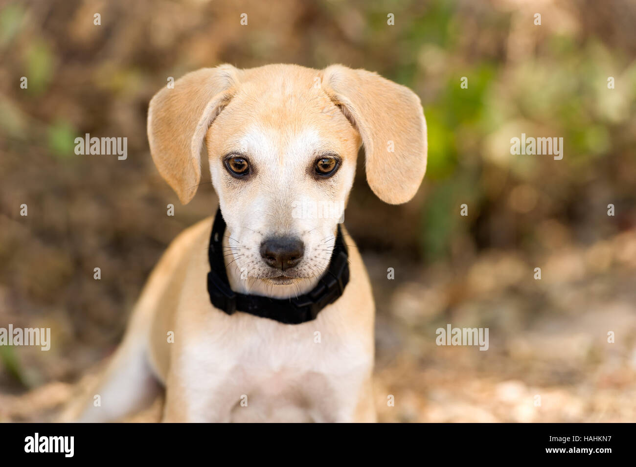 Cute puppy dog est un adorable petit chiot vous regarde avec ses grands yeux bruns. Banque D'Images