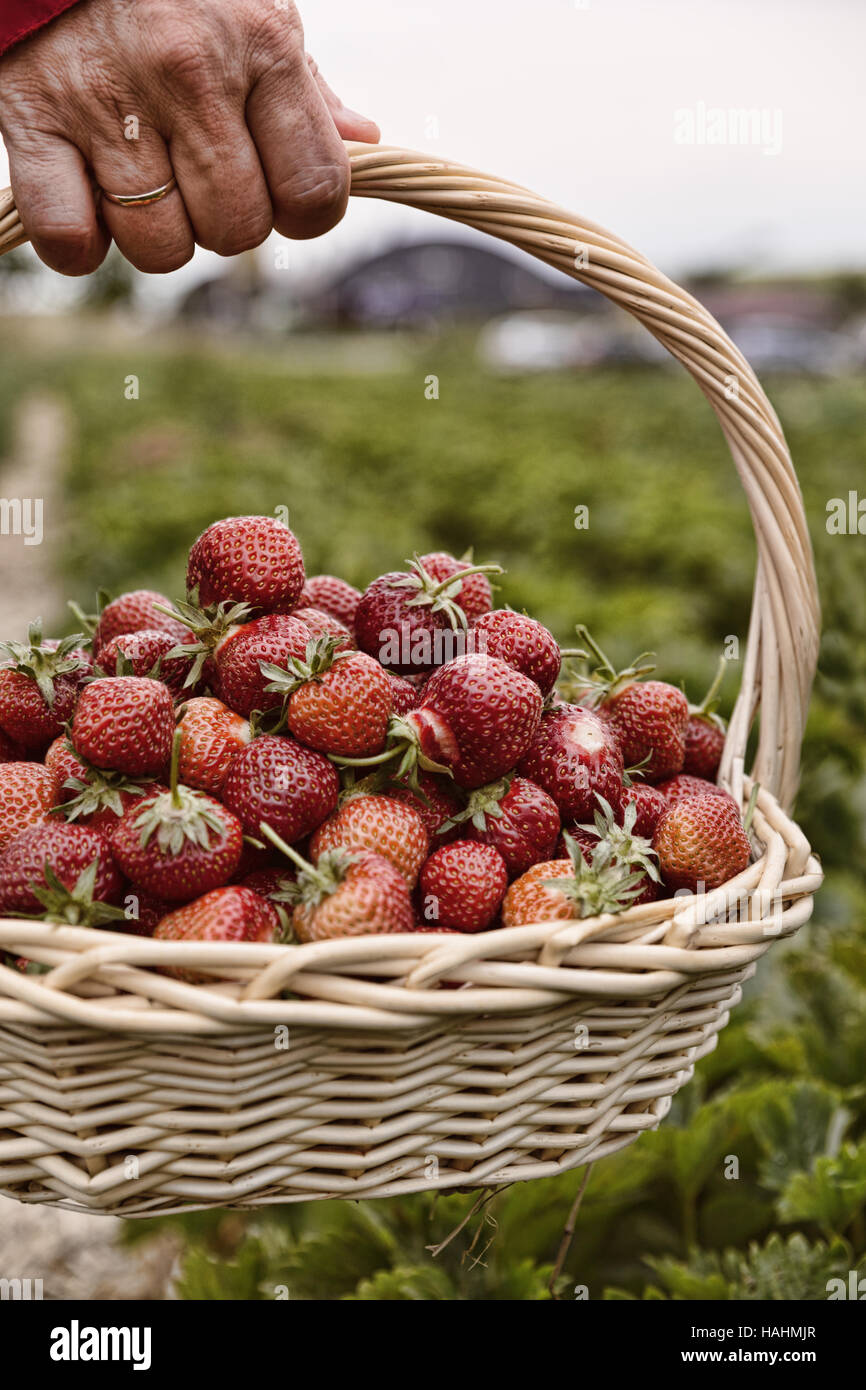 Photo de man's hands holding un grand panier plein de fraises mûres, fraises fraîches cueillies dans un panier sur la plantation de fraises Banque D'Images