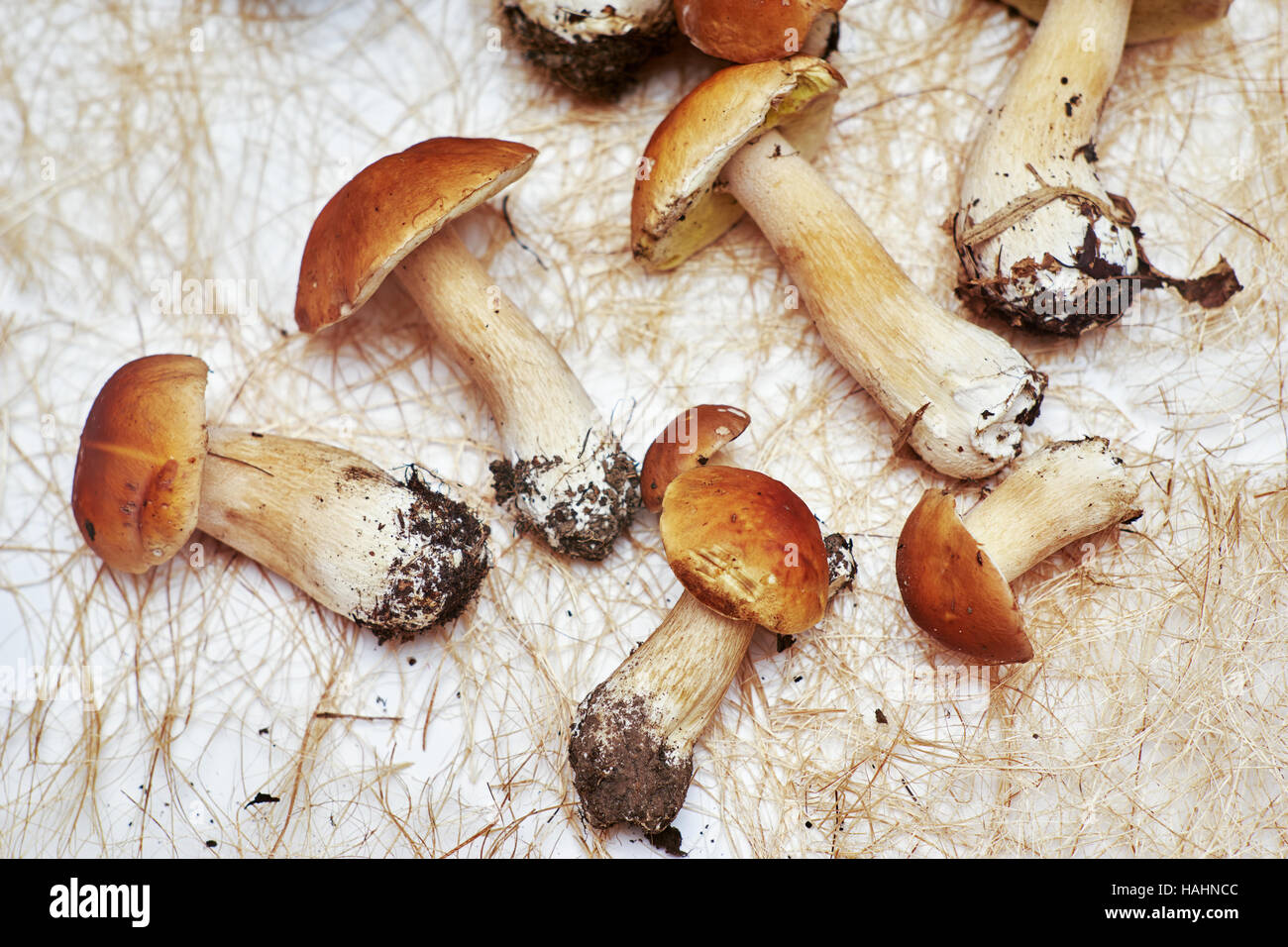 Le bouleau blanc (champignons Boletus betulicolus) sur un fond blanc avec de l'herbe sèche. Banque D'Images