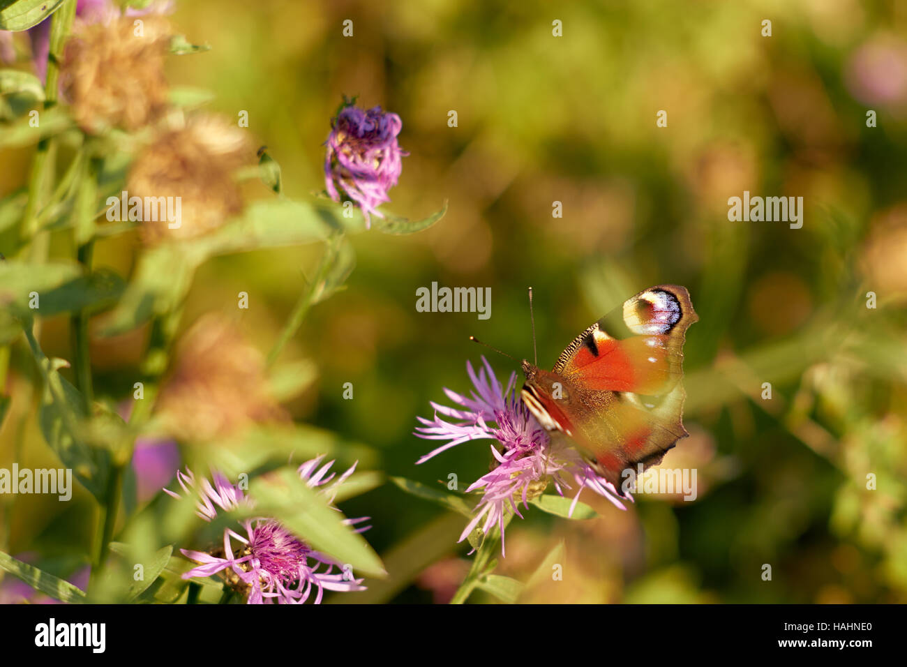 Papillon paon sur nectar de fleurs de trèfle bénéficie Banque D'Images