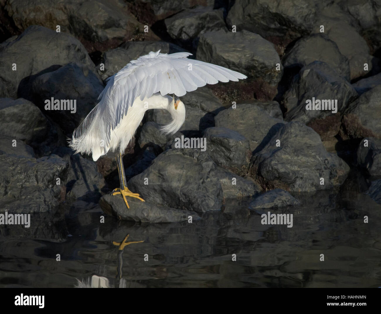 Aigrette neigeuse au lissage sous son aile Banque D'Images