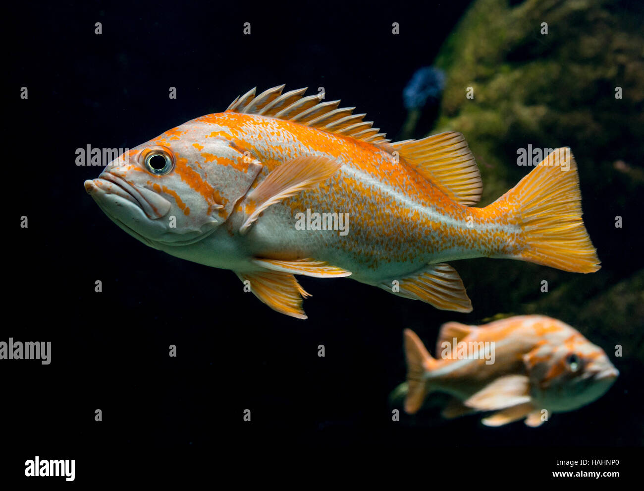 Poisson rayé Banque de photographies et d’images à haute résolution - Alamy