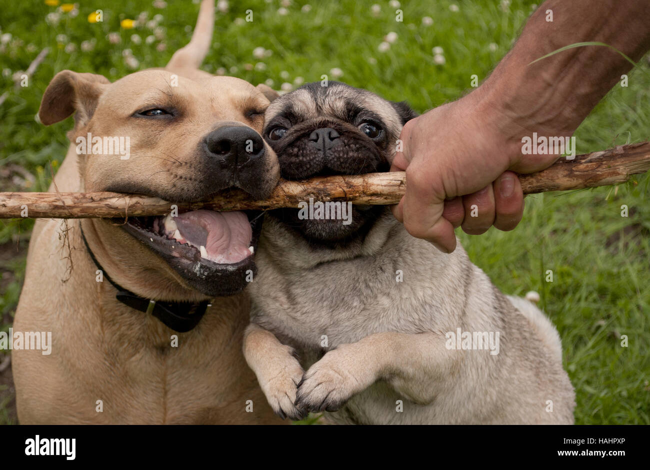 Chiot pug et pitbull, jouant fetch avec leur propriétaire à l'extérieur dans le parc Banque D'Images