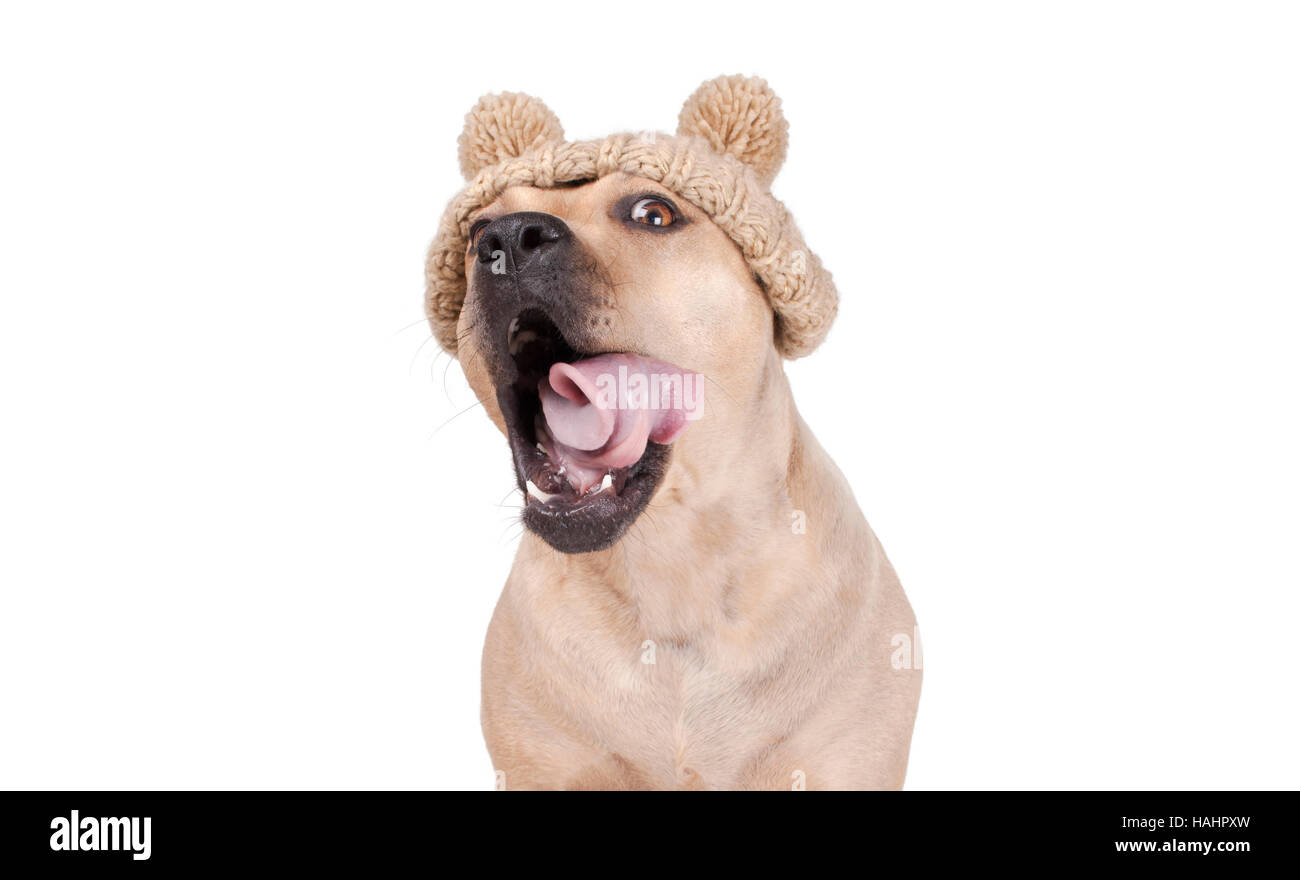 American Pitbull Terrier le bâillement et le matériel roulant de la langue, portant chapeau tricoté avec pompons, sur fond blanc Banque D'Images