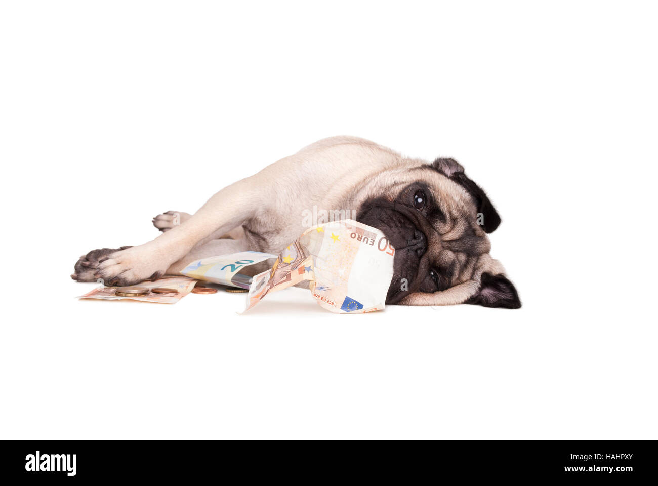 Le PUG dog puppy de jouer avec de l'argent, euro Banque D'Images